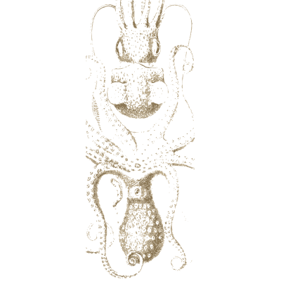 Octopus with egg case - A History of British Mollusca and Their Shells - 1853