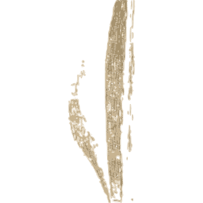 Fragment of a shell plate - A History of British Mollusca and Their Shells - 1853