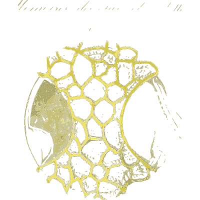 Honeycombed pollen grain - Ueber den Pollen - 1837