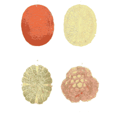 Four pollen grains - Ueber den Pollen - 1837