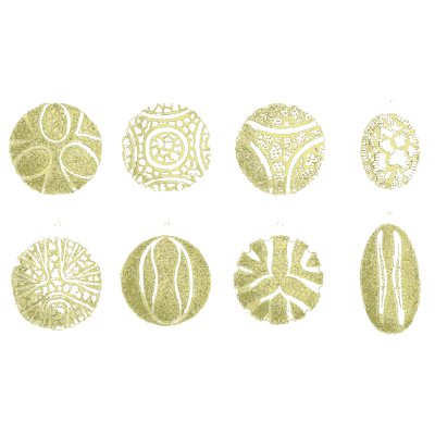 Rows of pollen grains - Ueber den Pollen - 1837