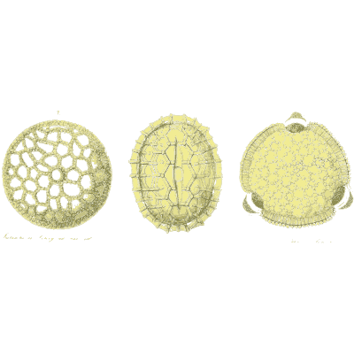 Three netted pollen grains - Ueber den Pollen - 1837