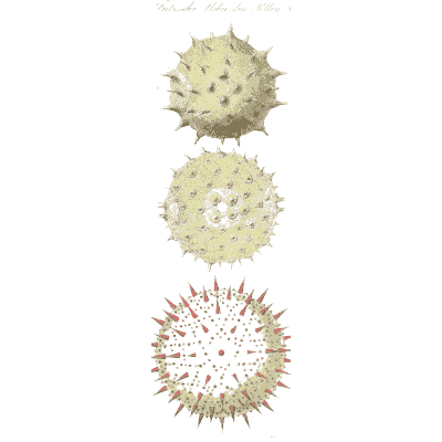 Spiny pollen grains - Ueber den Pollen - 1837