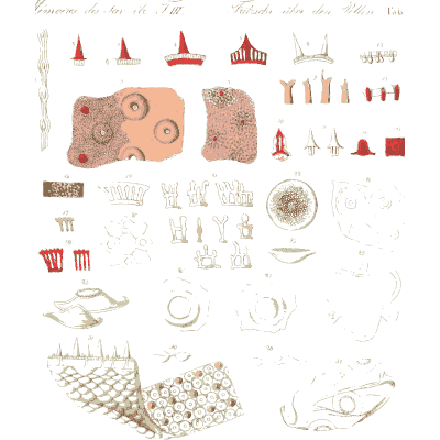 Pollen studies and sections - Ueber den Pollen - 1837