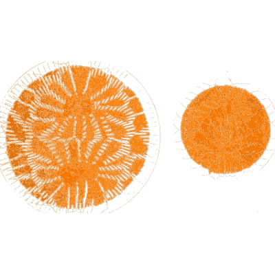 Ribbed orange pollen grain - Ueber den Pollen - 1837