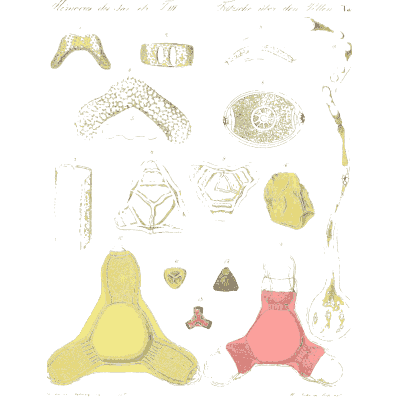 Sectioned pollen grains - Ueber den Pollen - 1837