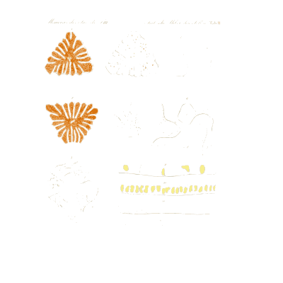Orange pollen details - Ueber den Pollen - 1837