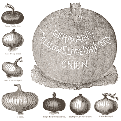 Globe onions - Catalogue of Seeds, Agricultural and Horticultural Supplies - 1893