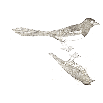 Two long-tailed birds - Icones Animalium - 1560