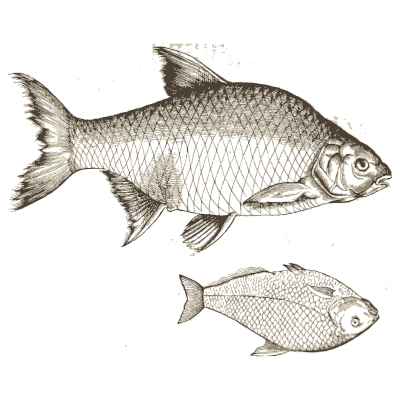 Two carp - Icones Animalium - 1560