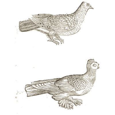 Two pigeons on branches - Icones Animalium - 1560