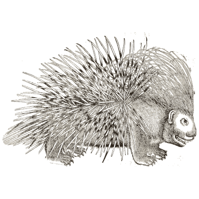 Porcupine 02 - Icones Animalium - 1560
