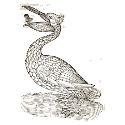 Pelican 05 - Icones Animalium - 1560