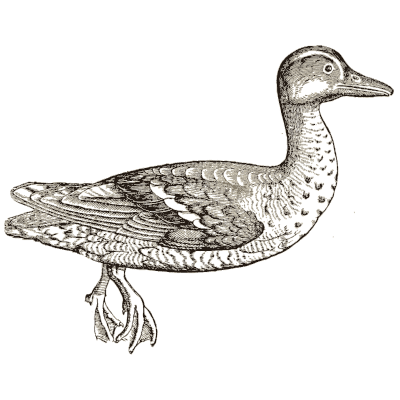Duck 06 - Icones Animalium - 1560