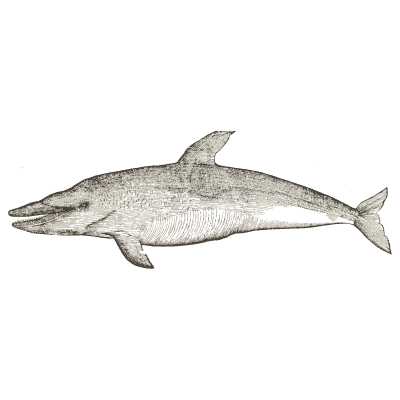 Dolphin 04 - Icones Animalium - 1560