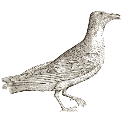 Gull - Icones Animalium - 1560