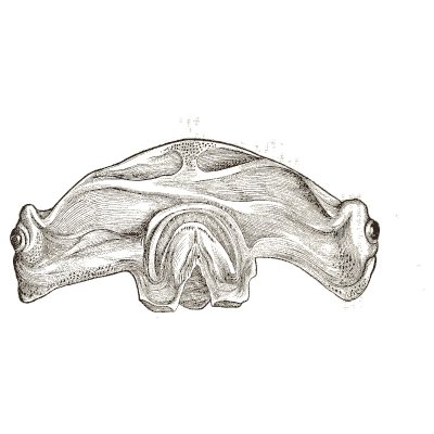 Hammerhead shark head - Icones Animalium - 1560