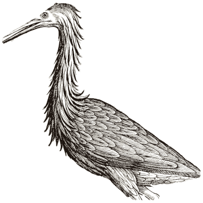 Heron 01 - Icones Animalium - 1560
