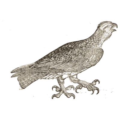 Bird of prey - Icones Animalium - 1560