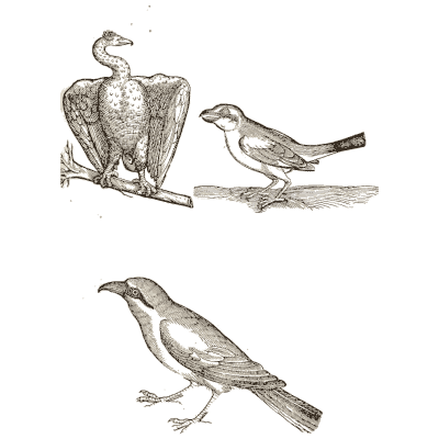 Three birds - Icones Animalium - 1560