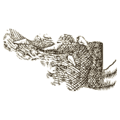 Anglerfish - Icones Animalium - 1560