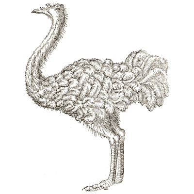 Ostrich - Icones Animalium - 1560