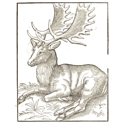 Resting fallow deer - Icones Animalium - 1560