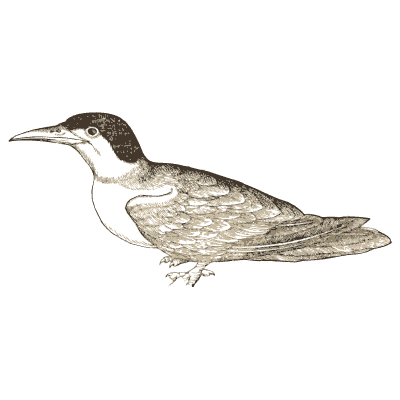 Tern - Icones Animalium - 1560
