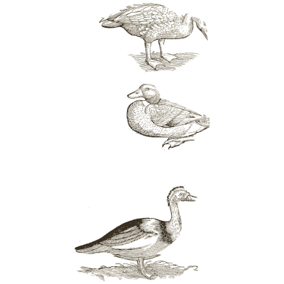 Three ducks - Icones Animalium - 1560