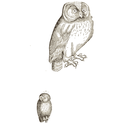 Two owls - Icones Animalium - 1560