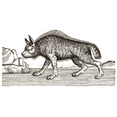 Striped hyena - Icones Animalium - 1560