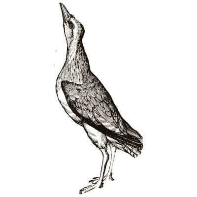 Bittern 01 - Icones Animalium - 1560