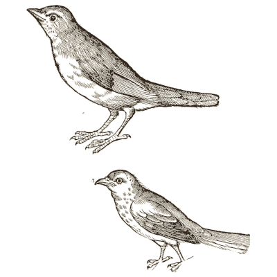 Two songbirds - Icones Animalium - 1560