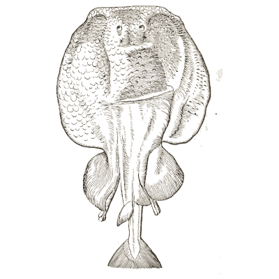 Ray 14 - Icones Animalium - 1560