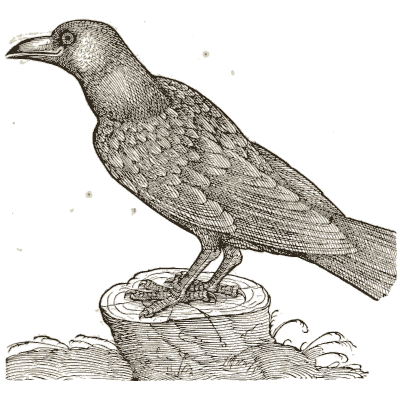 Raven on a stump - Icones Animalium - 1560
