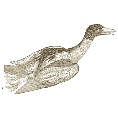 Cormorant - Icones Animalium - 1560
