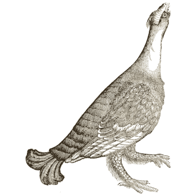 Grouse 01 - Icones Animalium - 1560