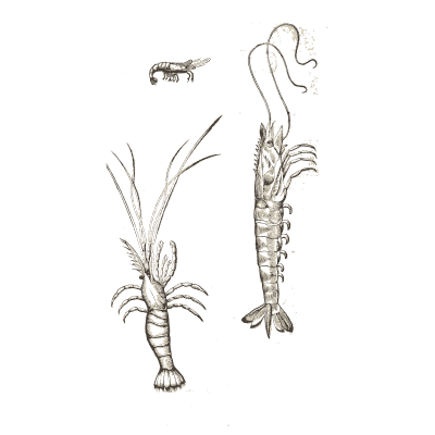 Shrimps and crayfish - Icones Animalium - 1560