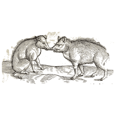 Two wild boars - Icones Animalium - 1560