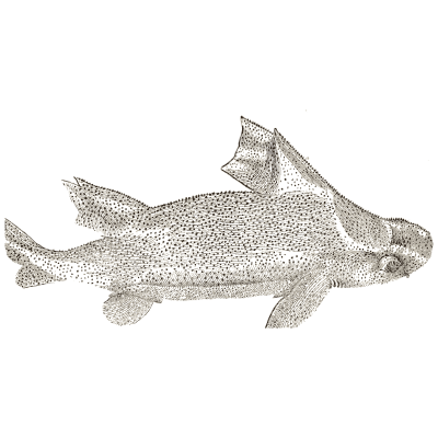 Shark - Icones Animalium - 1560