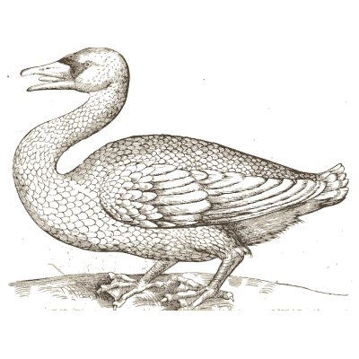 Swan - Icones Animalium - 1560