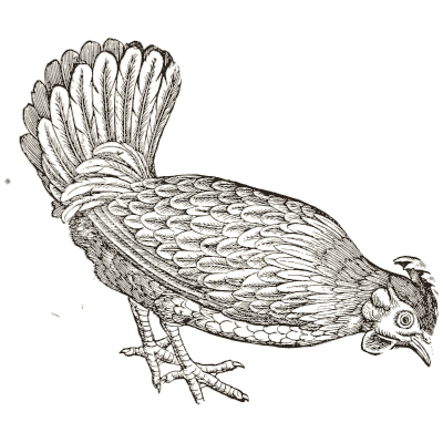 Fan-tailed game bird - Icones Animalium - 1560