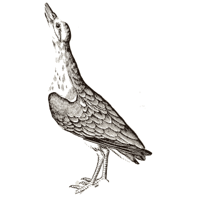 Bittern 02 - Icones Animalium - 1560