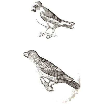 Two finches - Icones Animalium - 1560