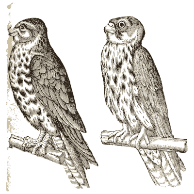 Two falcons - Icones Animalium - 1560