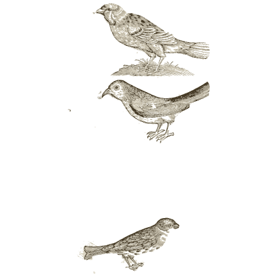 Three small songbirds 01 - Icones Animalium - 1560