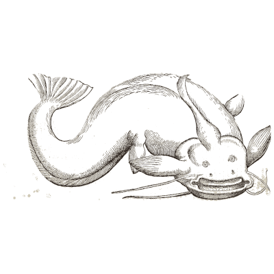 Catfish 04 - Icones Animalium - 1560