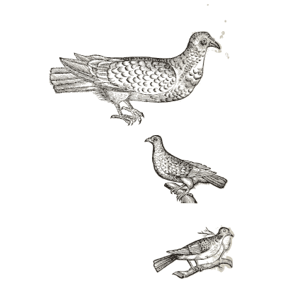 Three doves - Icones Animalium - 1560
