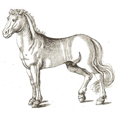 Horse - Icones Animalium - 1560