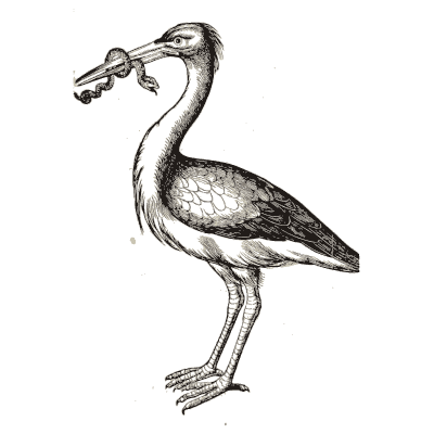 Stork with prey - Icones Animalium - 1560